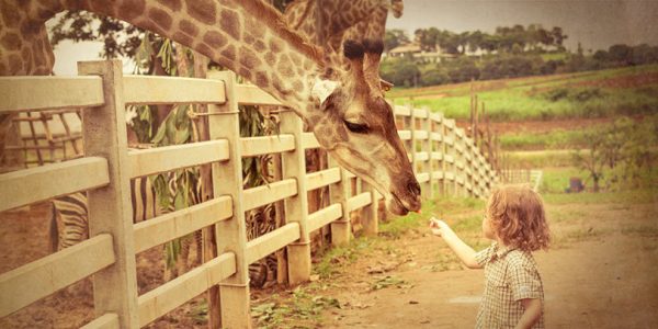 A Trip to the Zoo